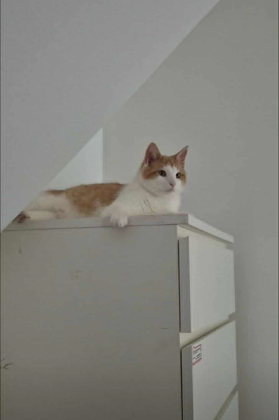 Omplasseringshjelpen for katter's image