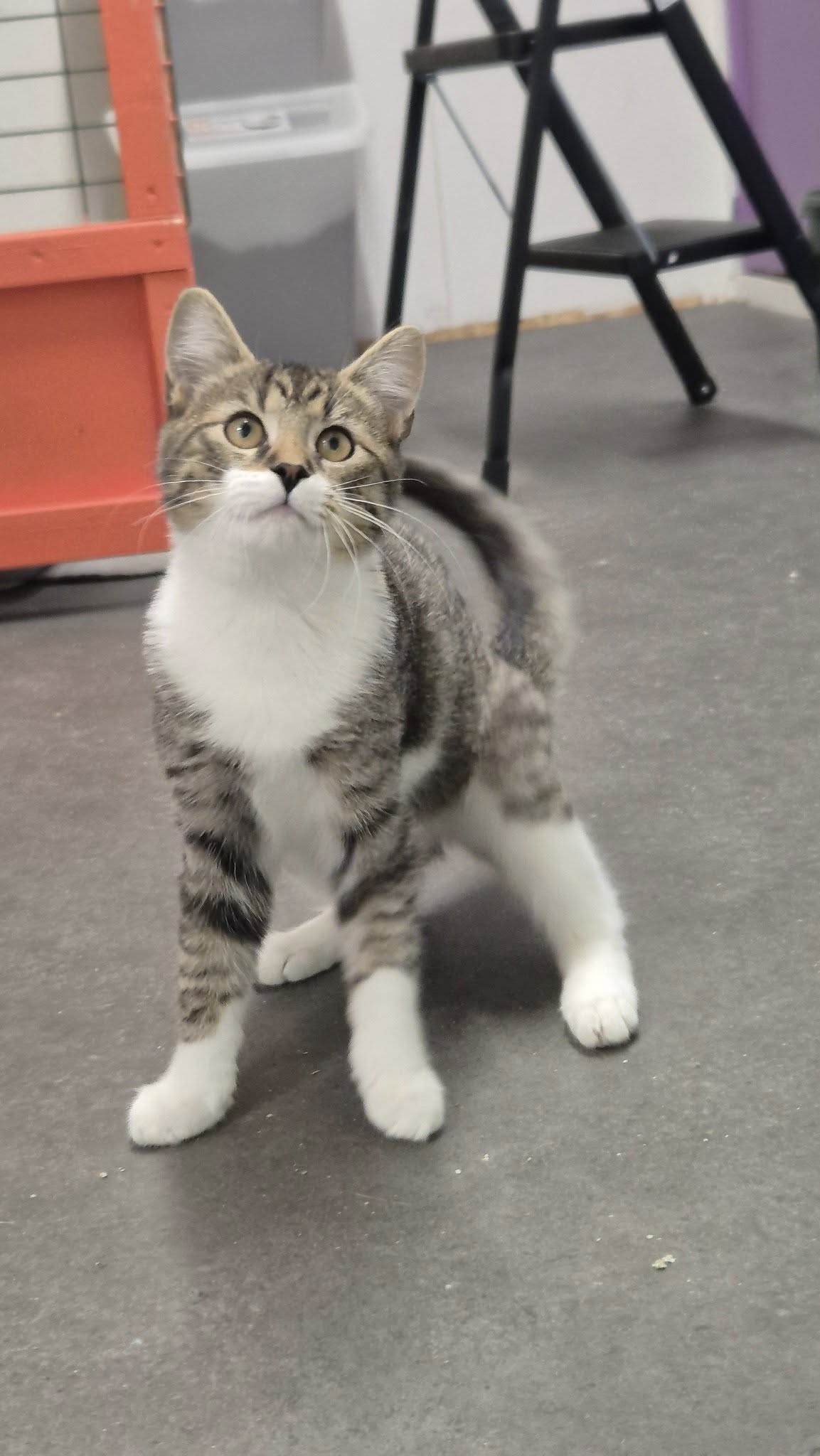 Omplasseringshjelpen for katter's image