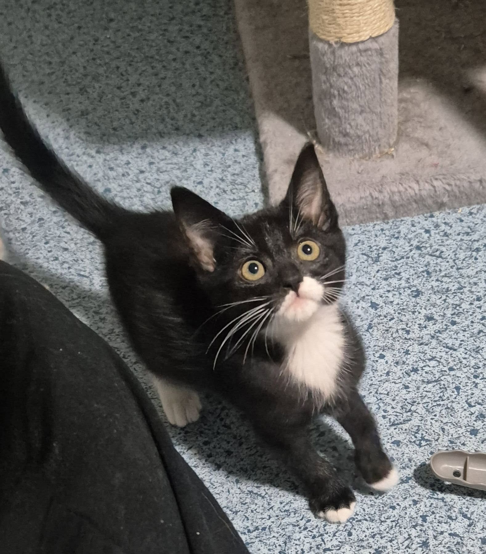 Omplasseringshjelpen for katter's image