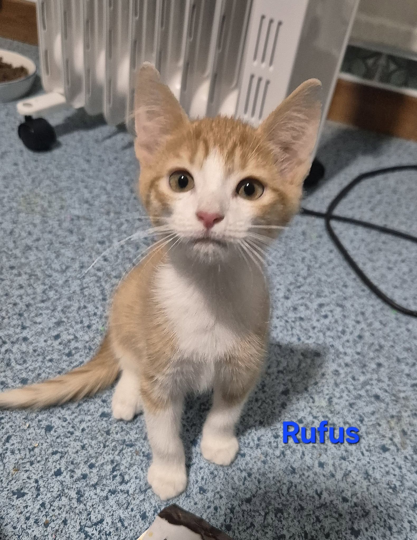 Omplasseringshjelpen for katter's image