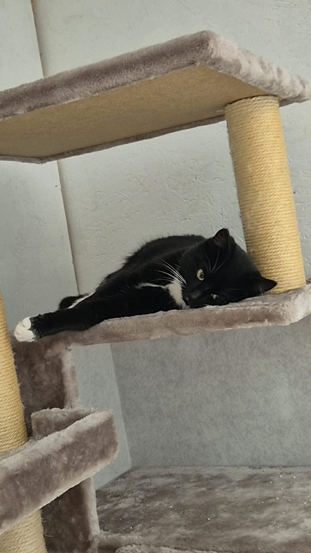 Omplasseringshjelpen for katter's image