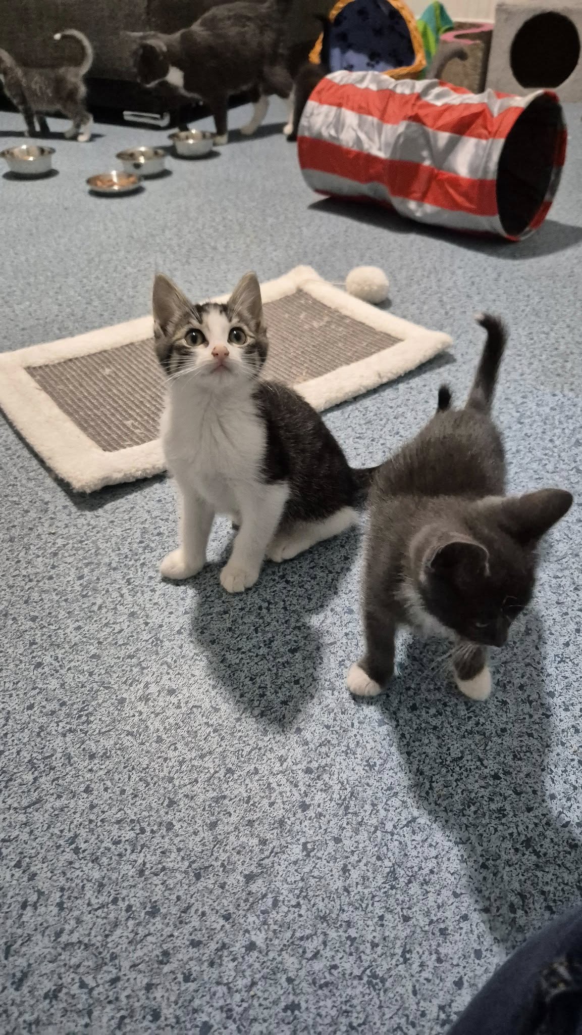 Omplasseringshjelpen for katter's image