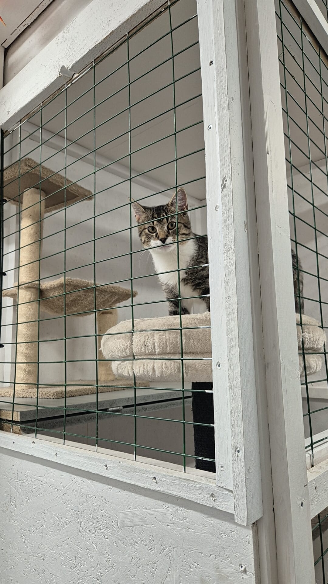 Omplasseringshjelpen for katter's image