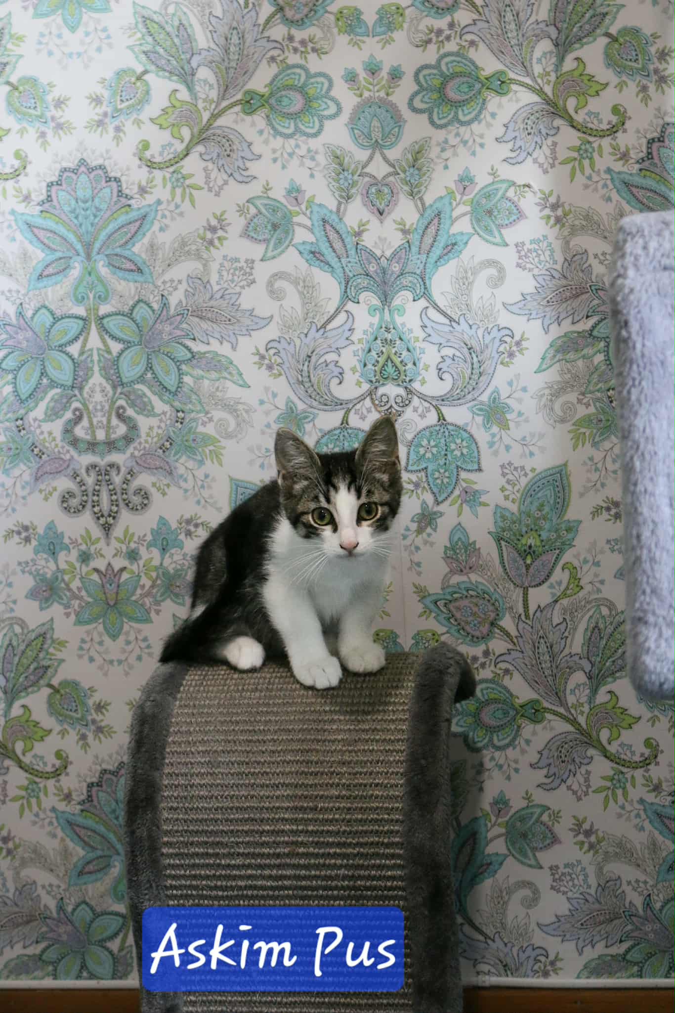 Omplasseringshjelpen for katter's image