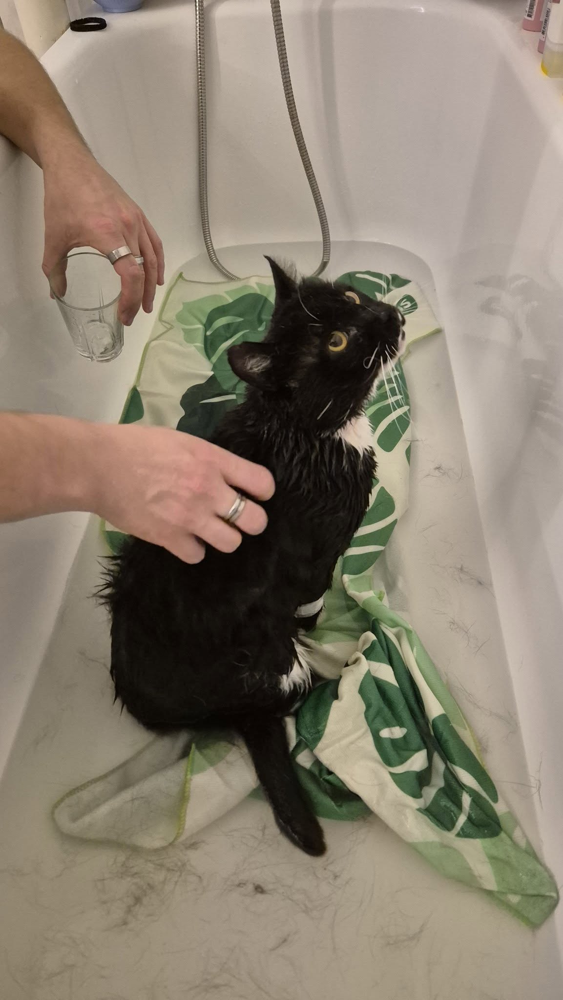 Omplasseringshjelpen for katter's image