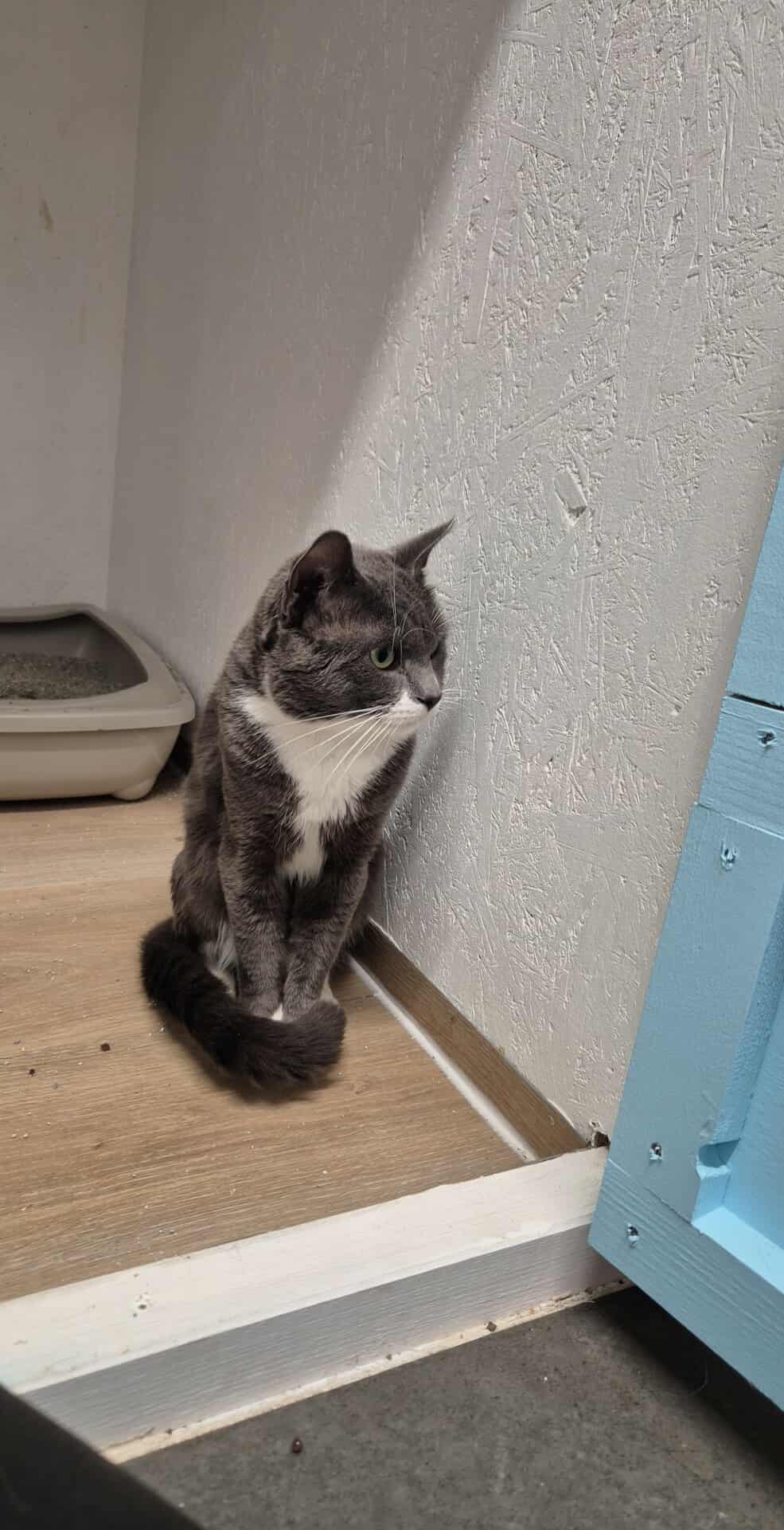 Omplasseringshjelpen for katter's image