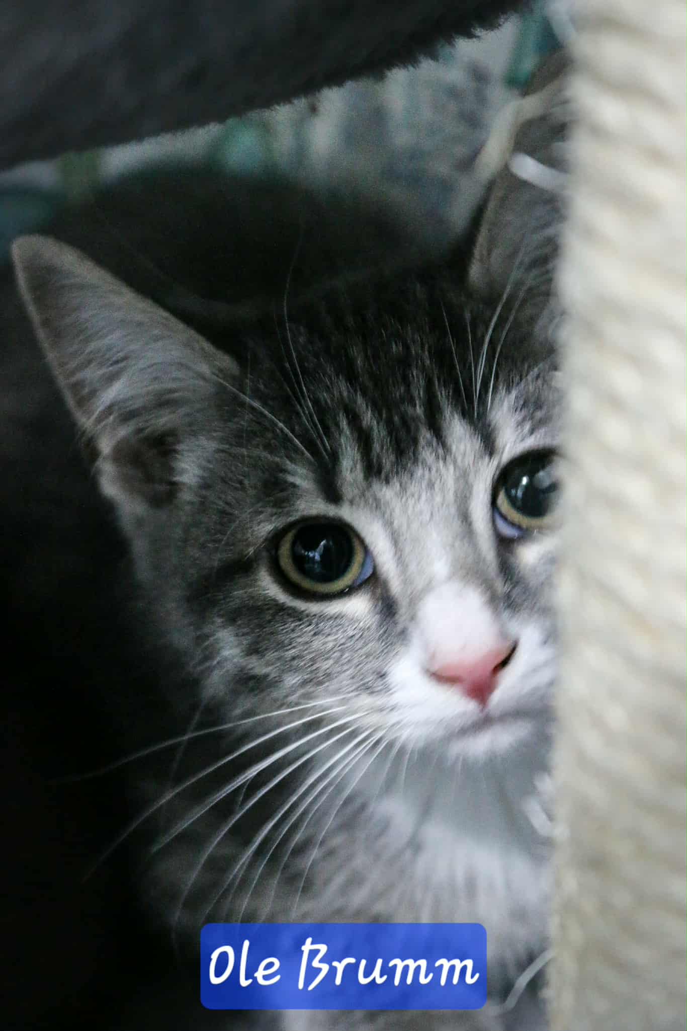 Omplasseringshjelpen for katter's image