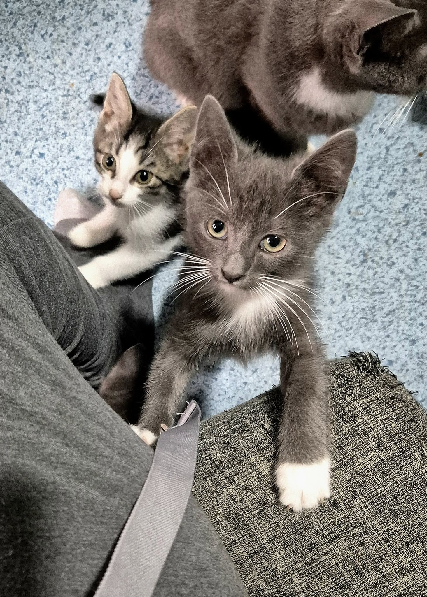 Omplasseringshjelpen for katter's image