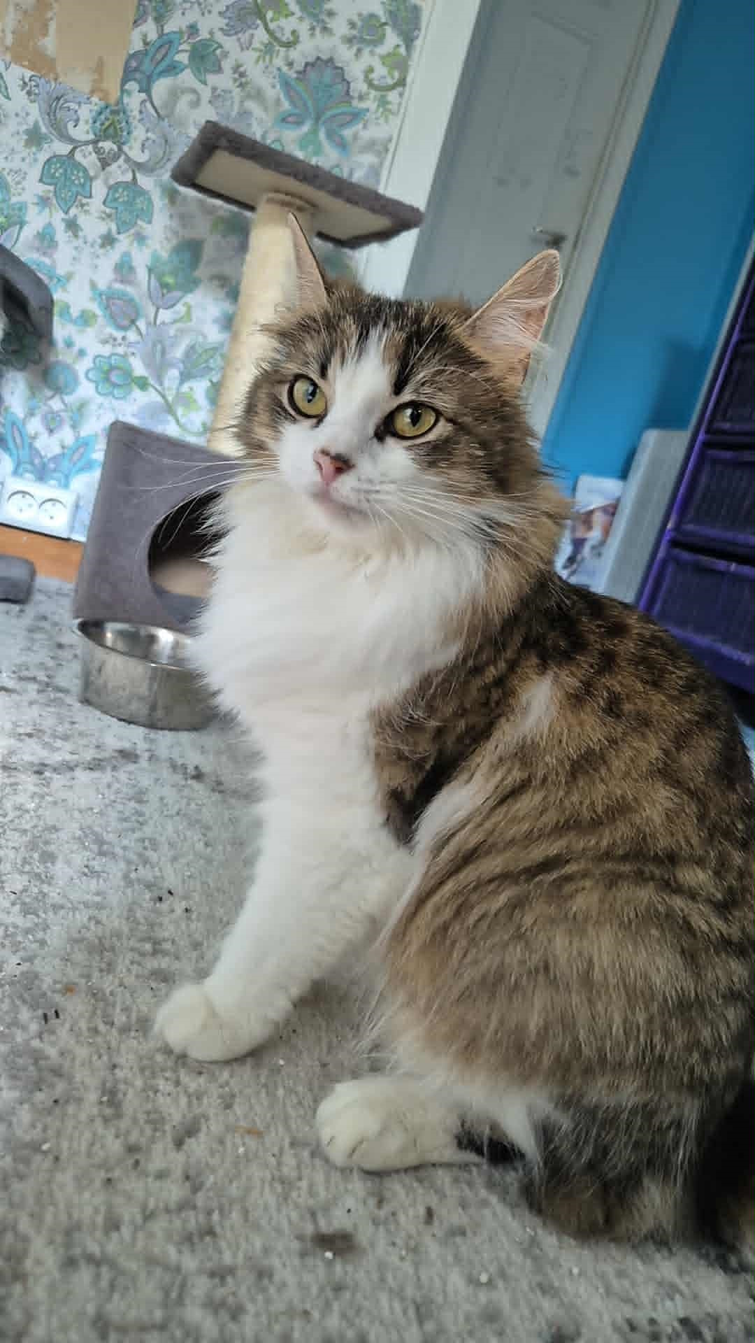 Omplasseringshjelpen for katter's image