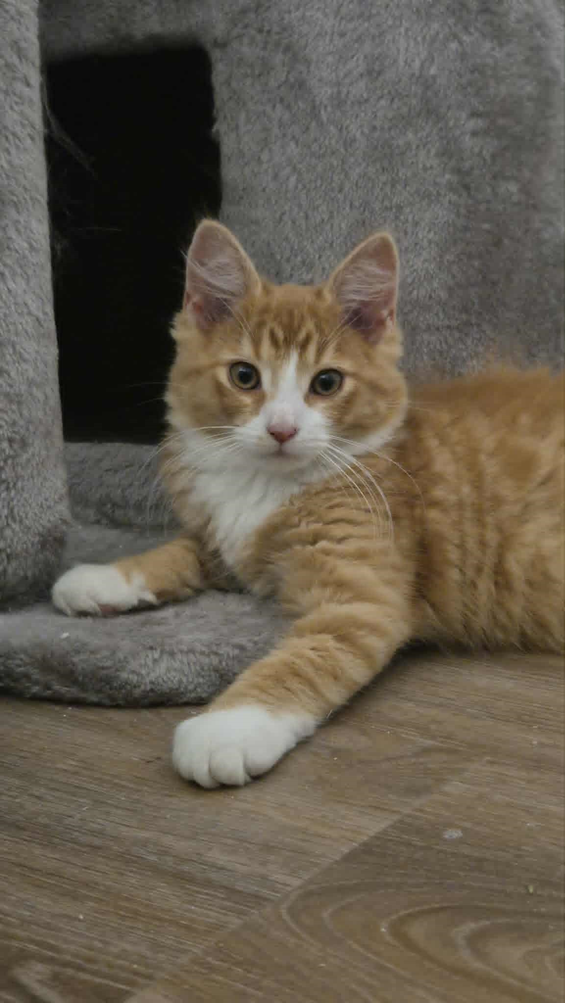 Omplasseringshjelpen for katter's image