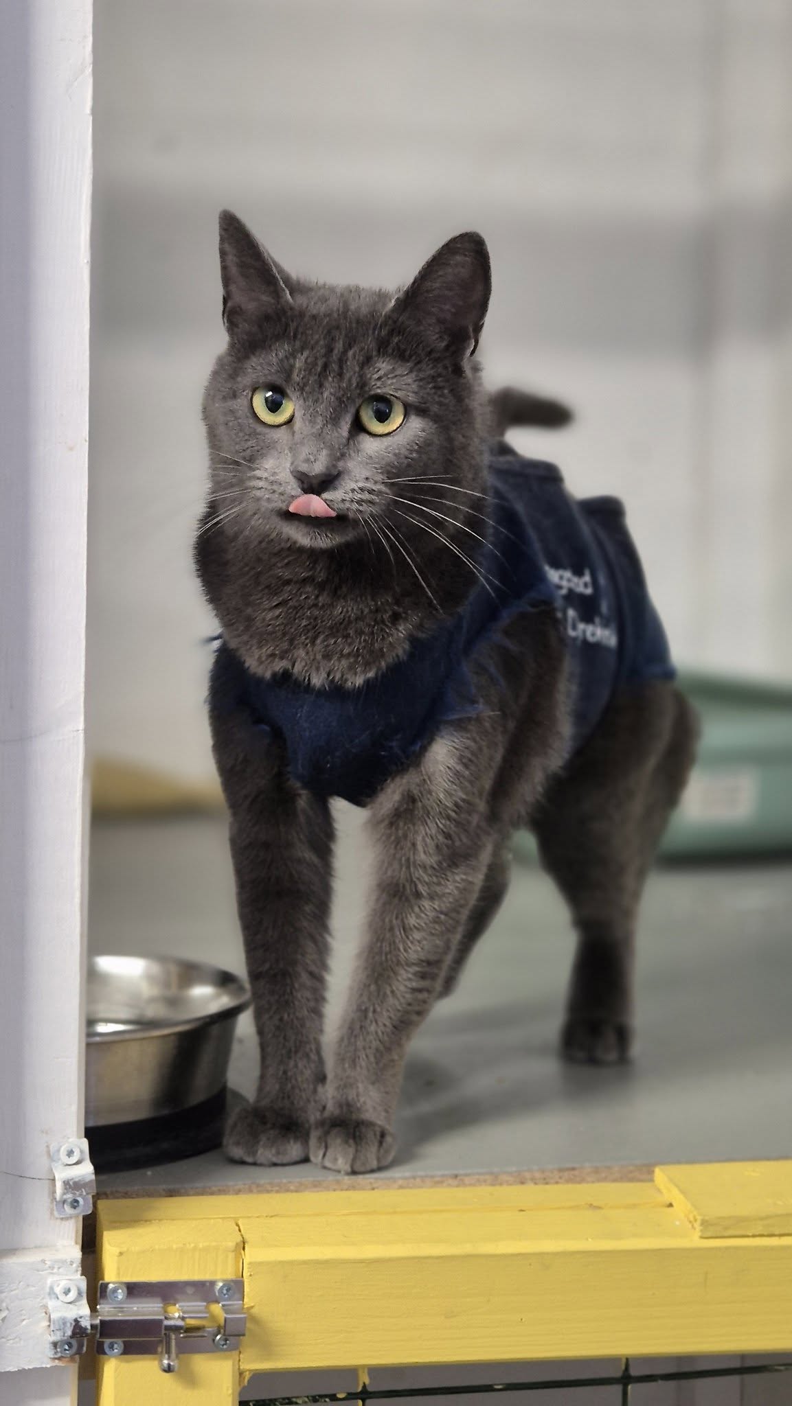 Omplasseringshjelpen for katter's image