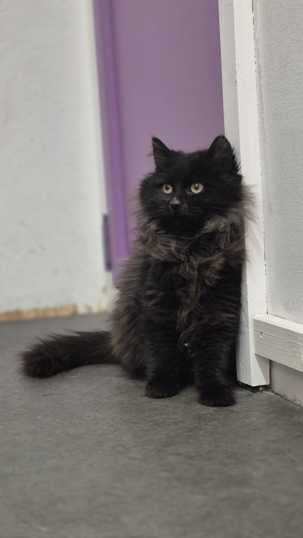 Omplasseringshjelpen for katter's image