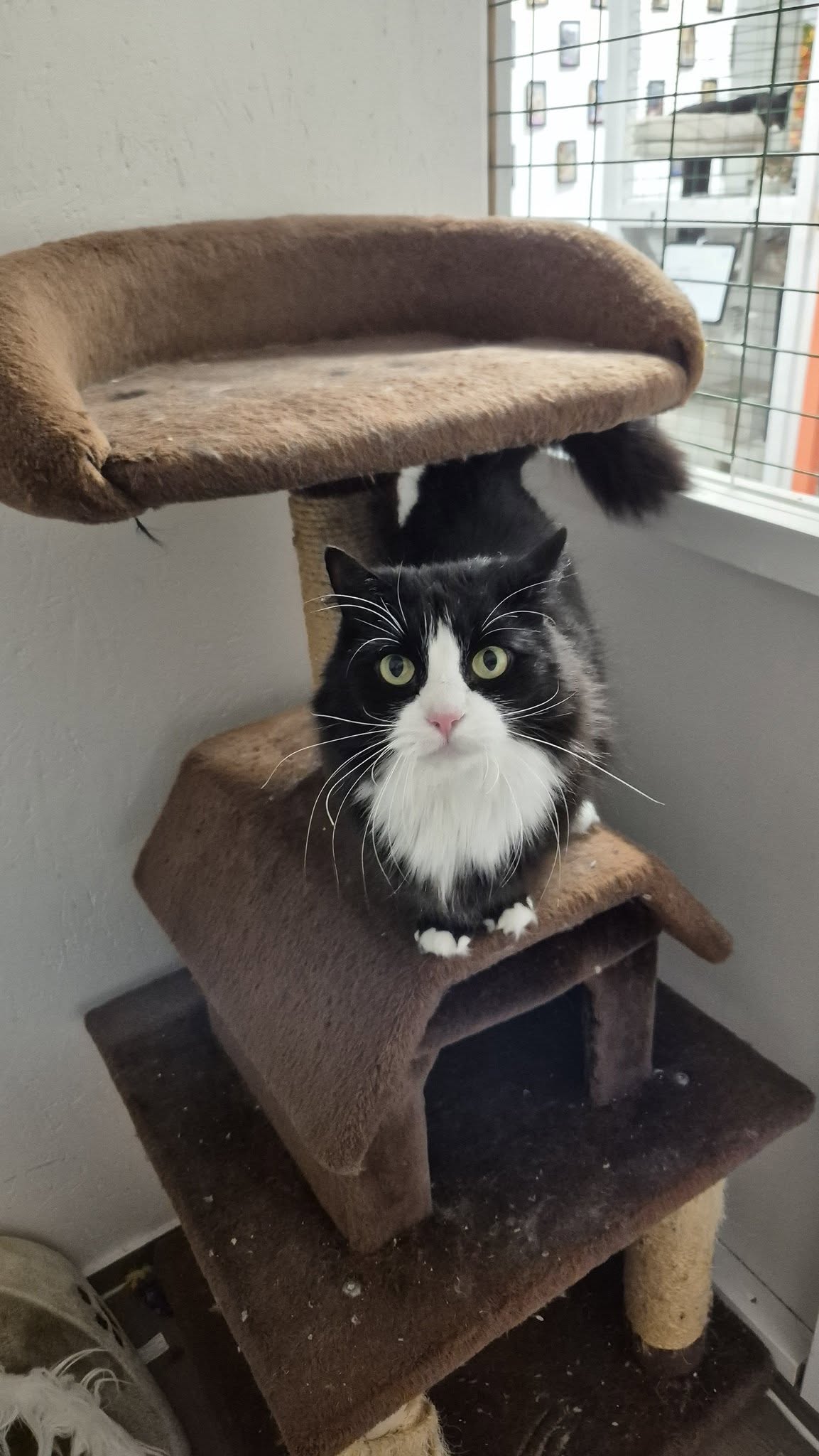 Omplasseringshjelpen for katter's image