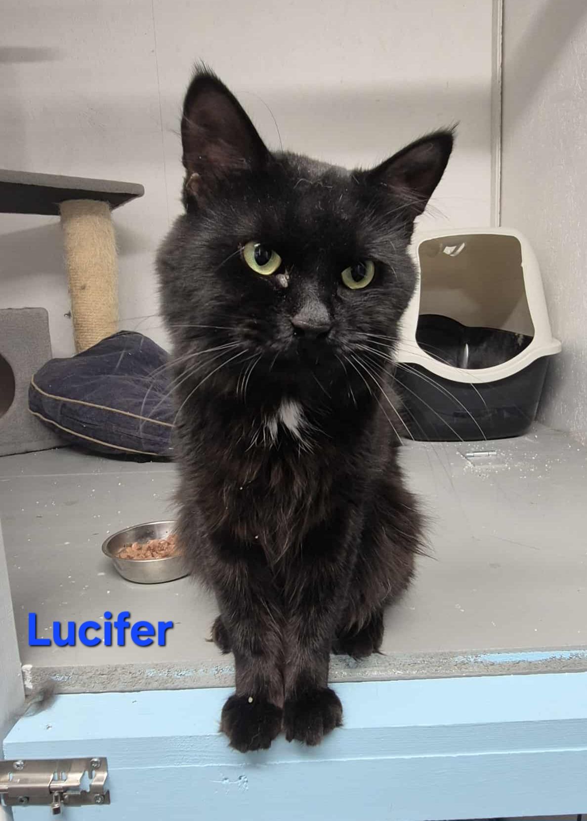 Omplasseringshjelpen for katter's image