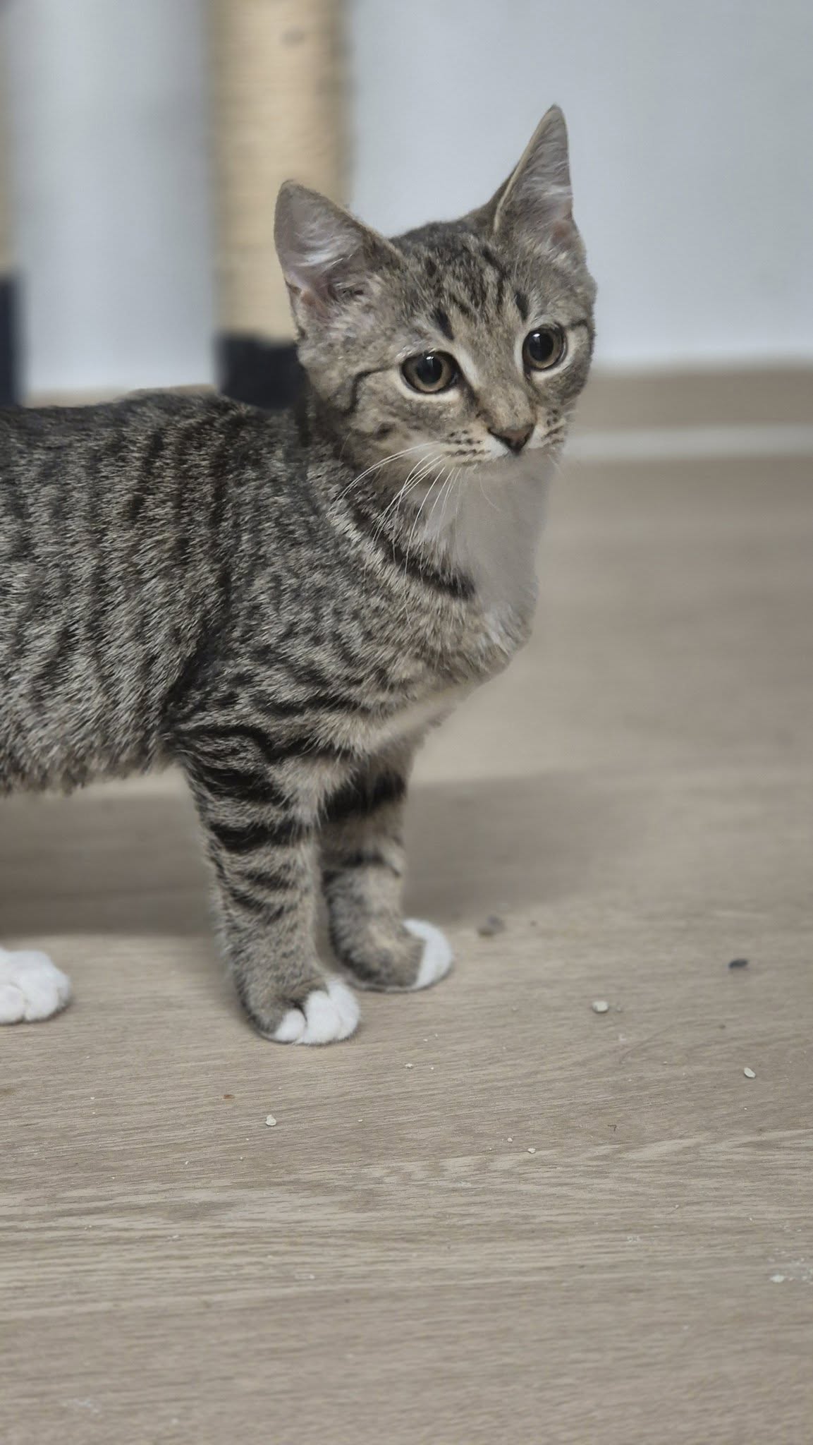 Omplasseringshjelpen for katter's image