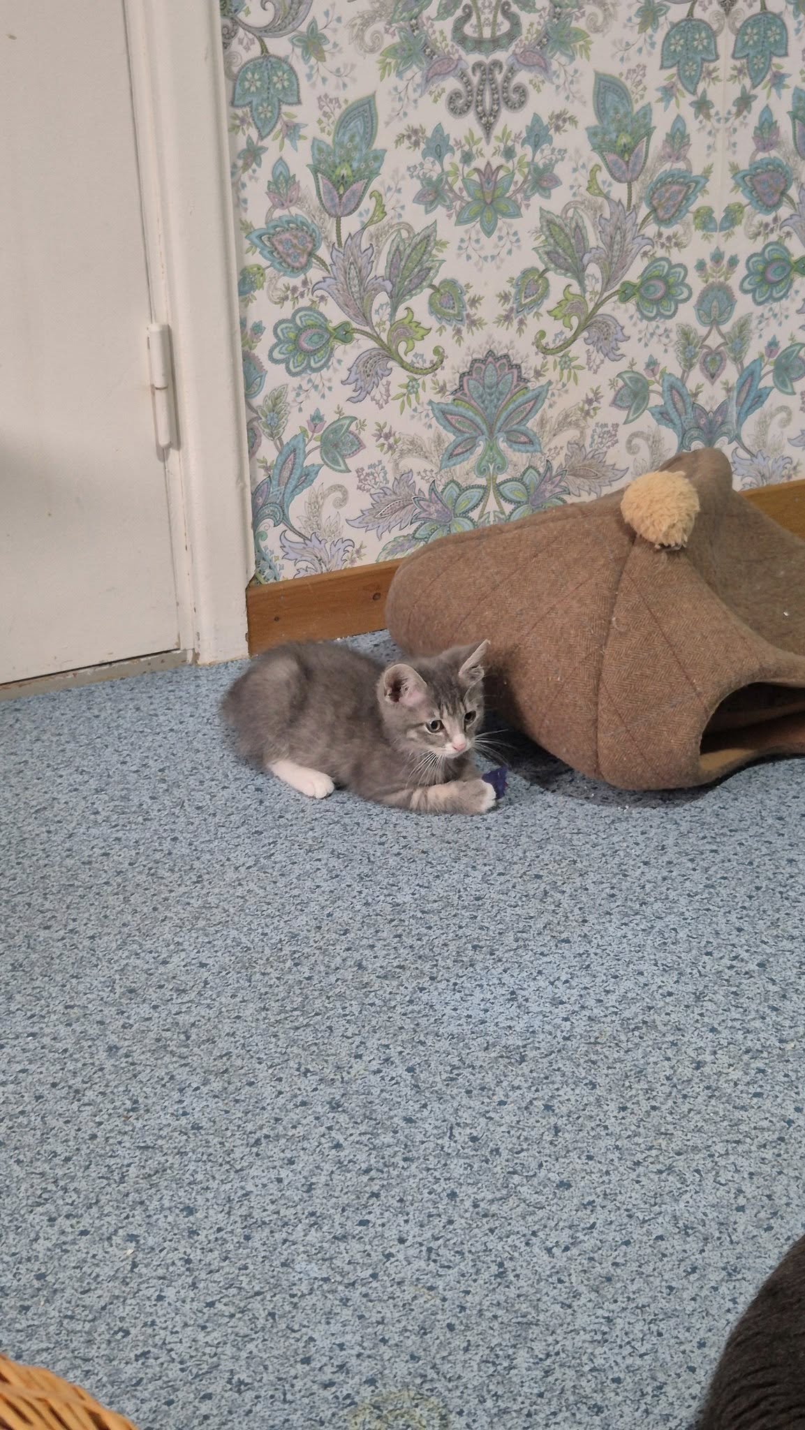 Omplasseringshjelpen for katter's image