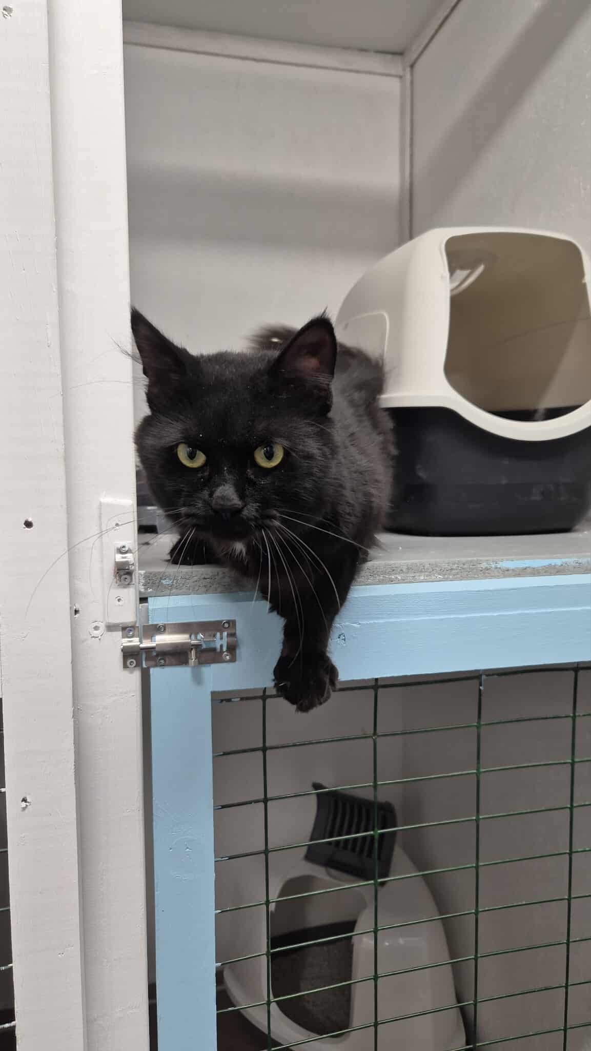 Omplasseringshjelpen for katter's image