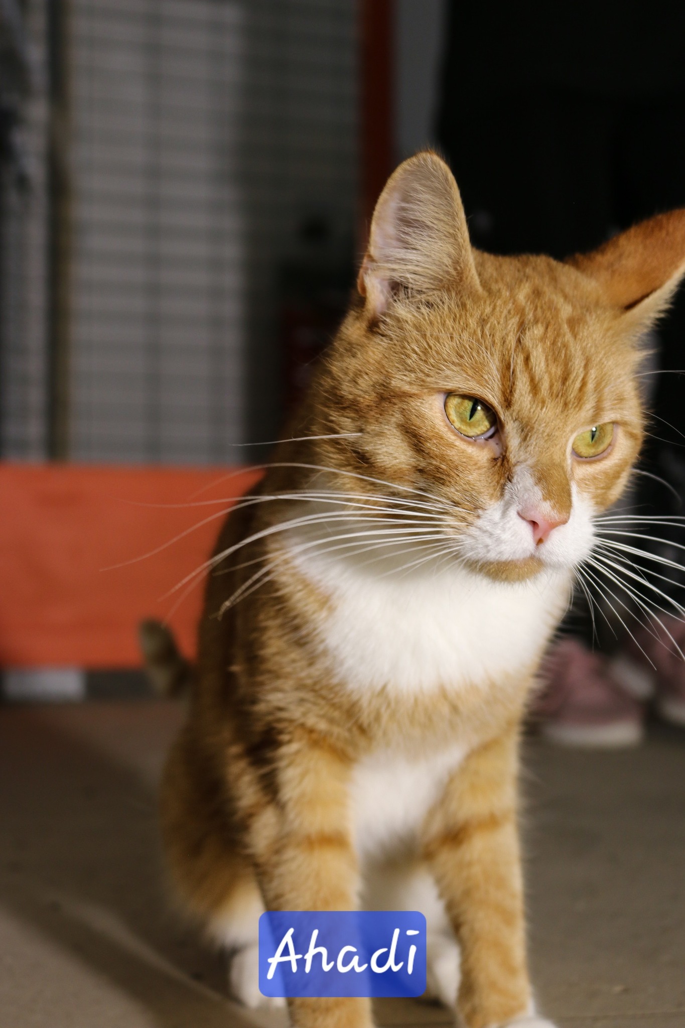 Omplasseringshjelpen for katter's image