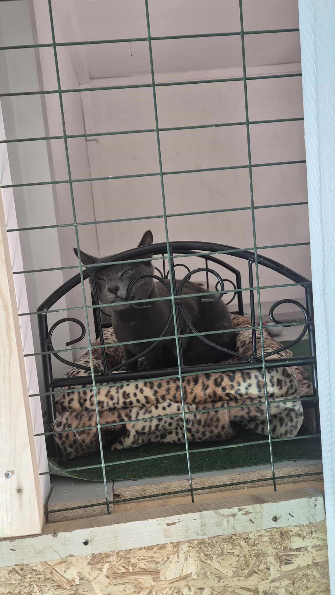 Omplasseringshjelpen for katter's image