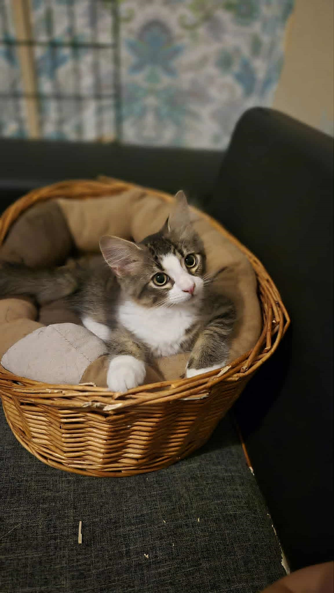 Omplasseringshjelpen for katter's image