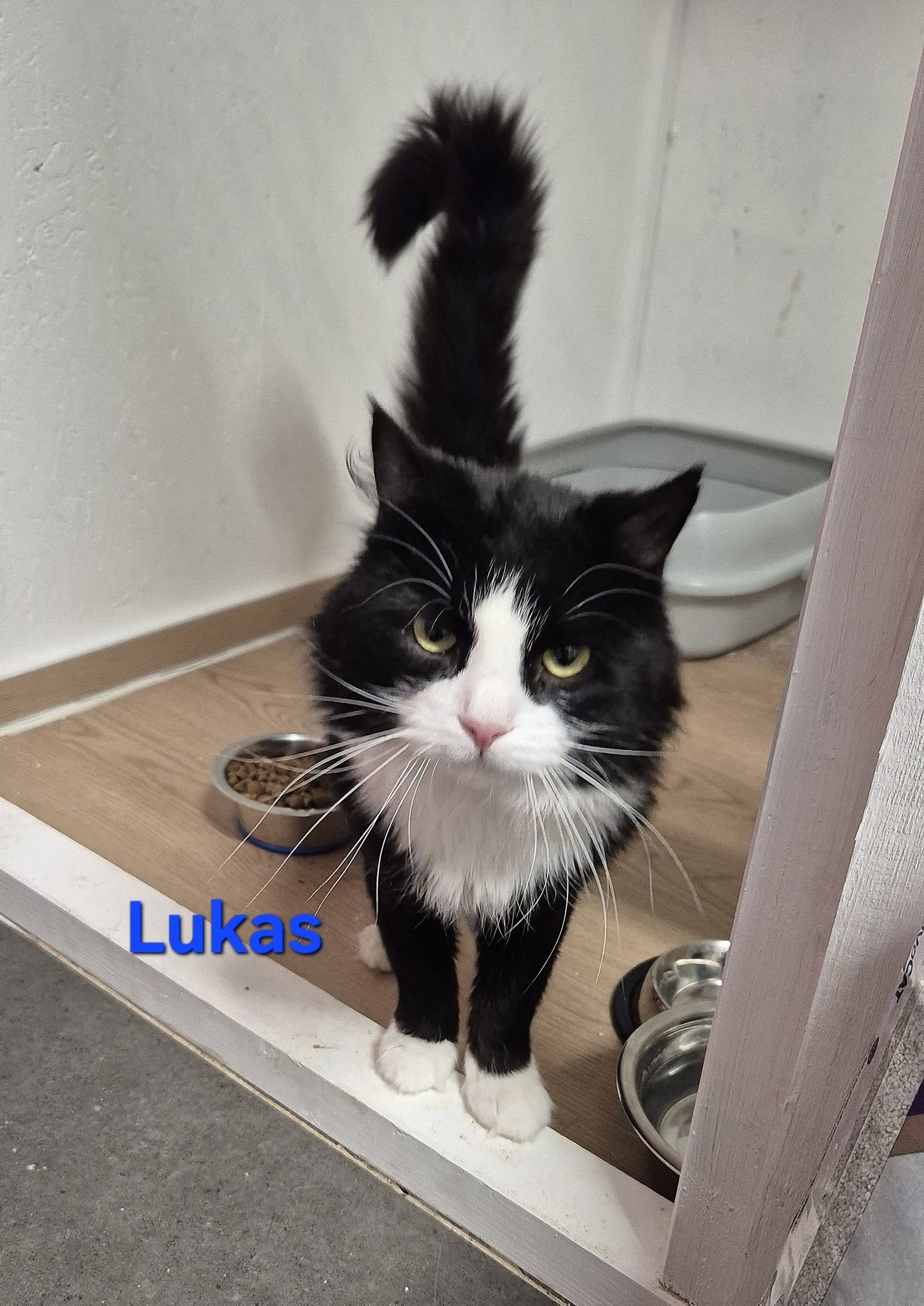 Omplasseringshjelpen for katter's image