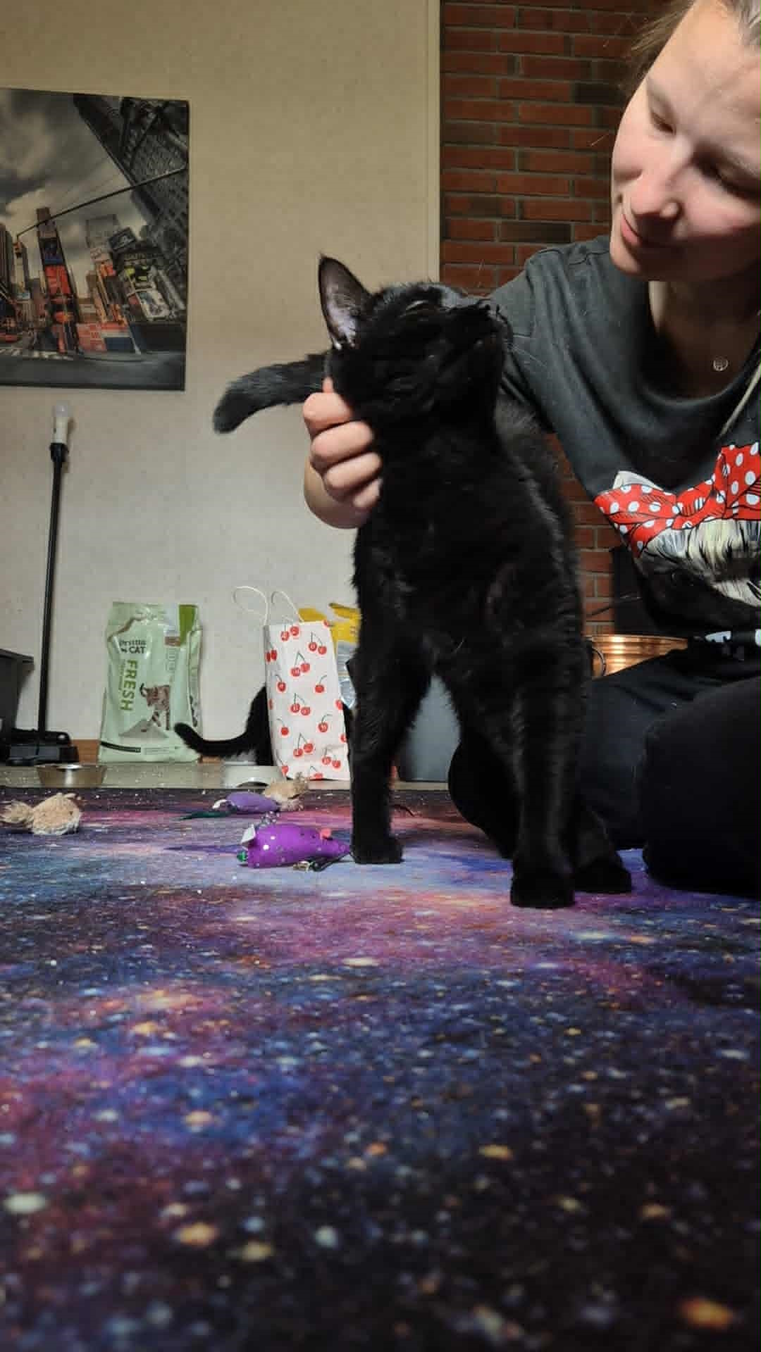 Omplasseringshjelpen for katter's image