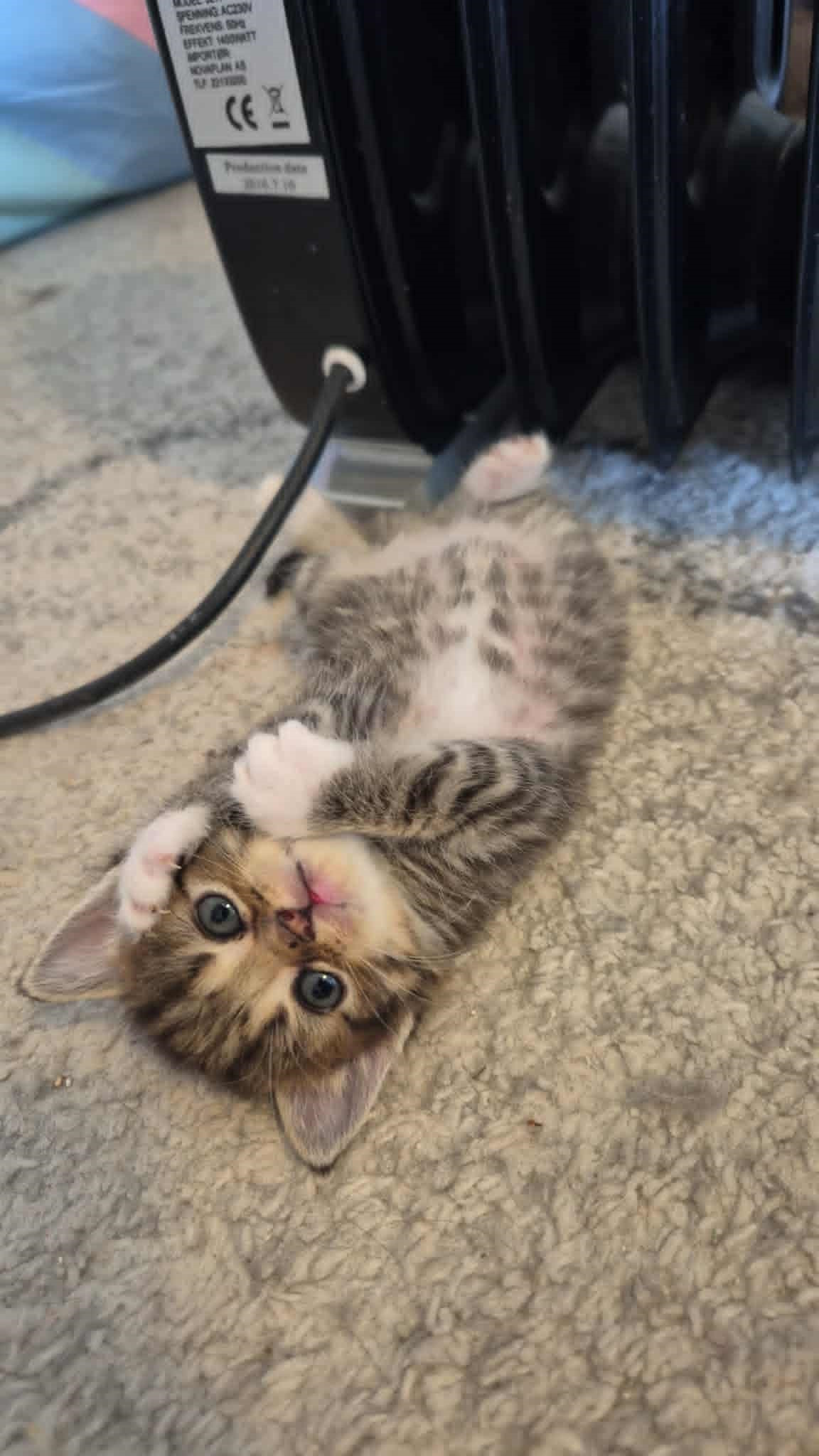 Omplasseringshjelpen for katter's image