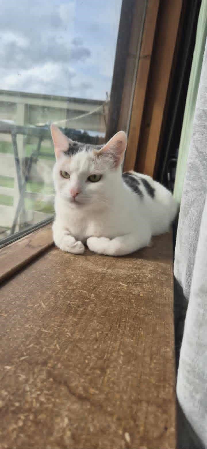 Omplasseringshjelpen for katter's image