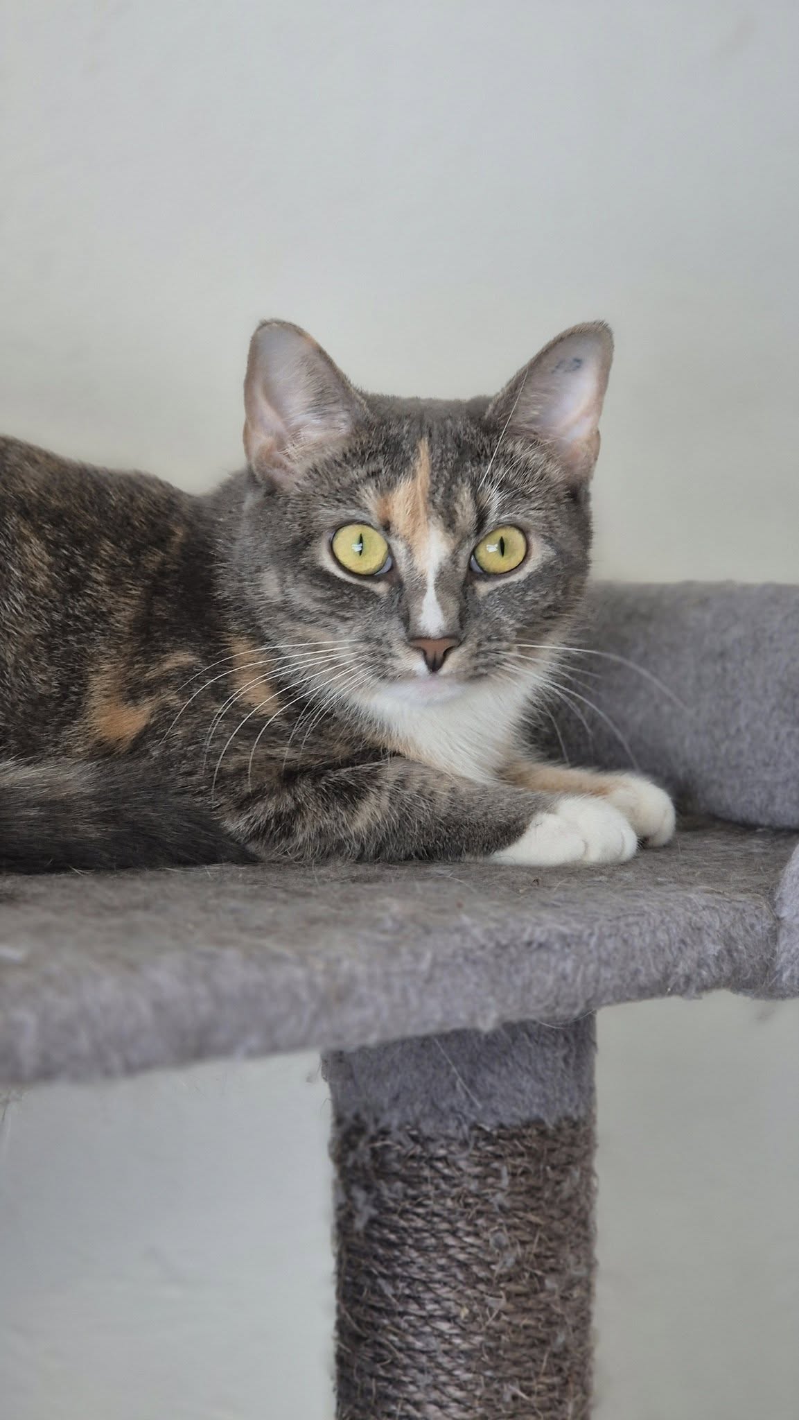 Omplasseringshjelpen for katter's image