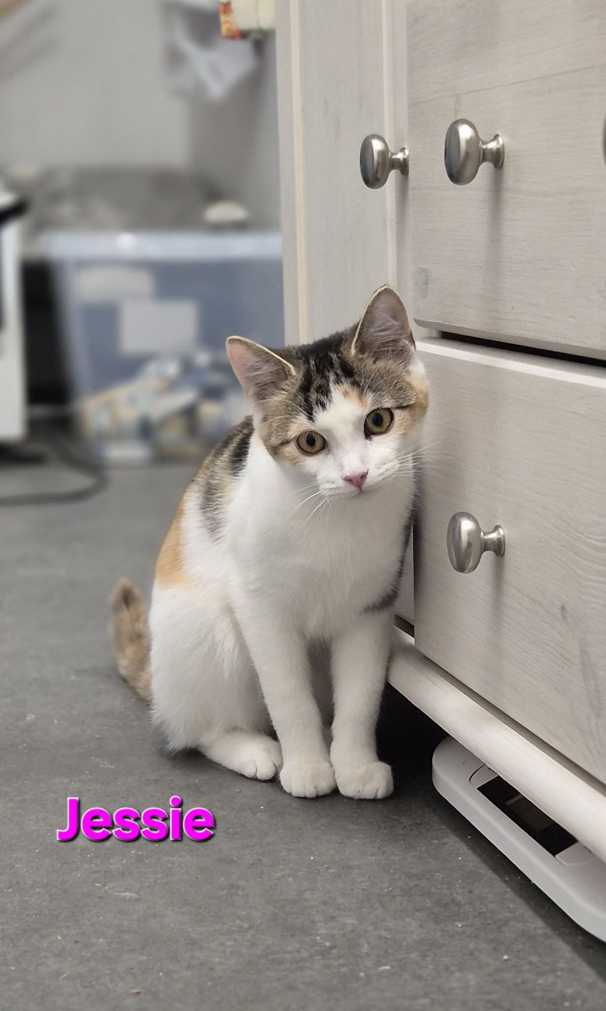 Omplasseringshjelpen for katter's image