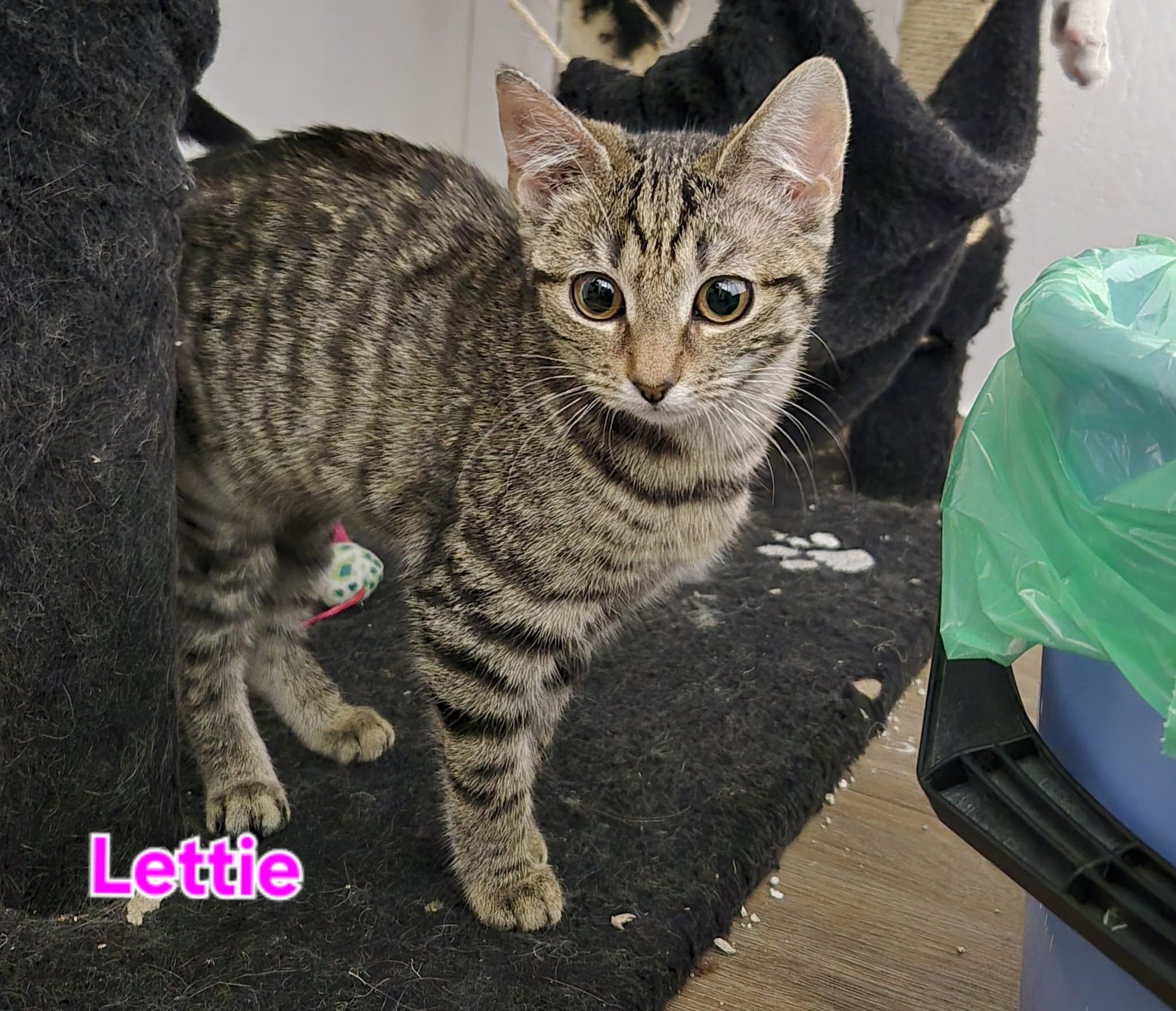 Omplasseringshjelpen for katter's image