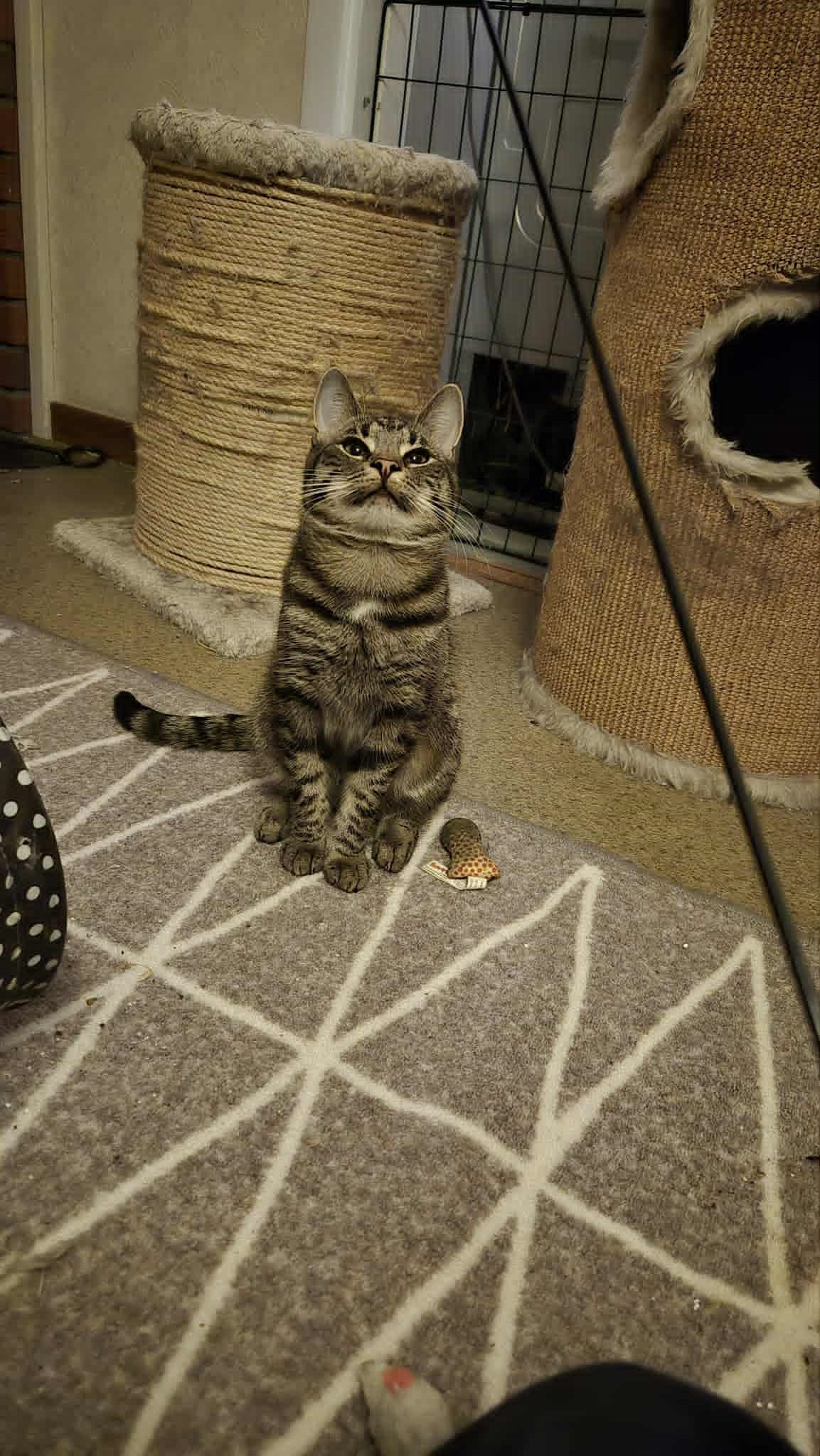 Omplasseringshjelpen for katter's image