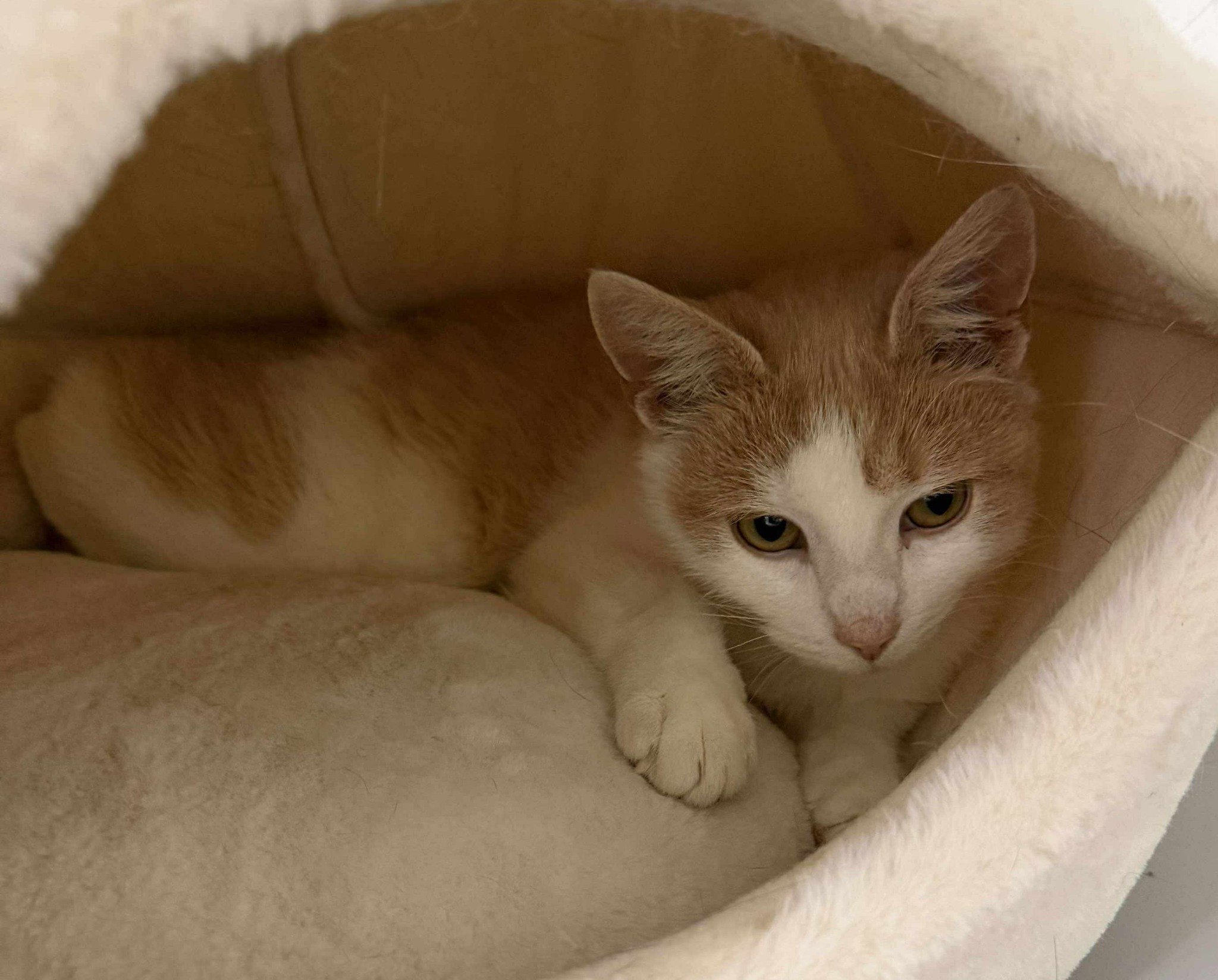 Omplasseringshjelpen for katter's image