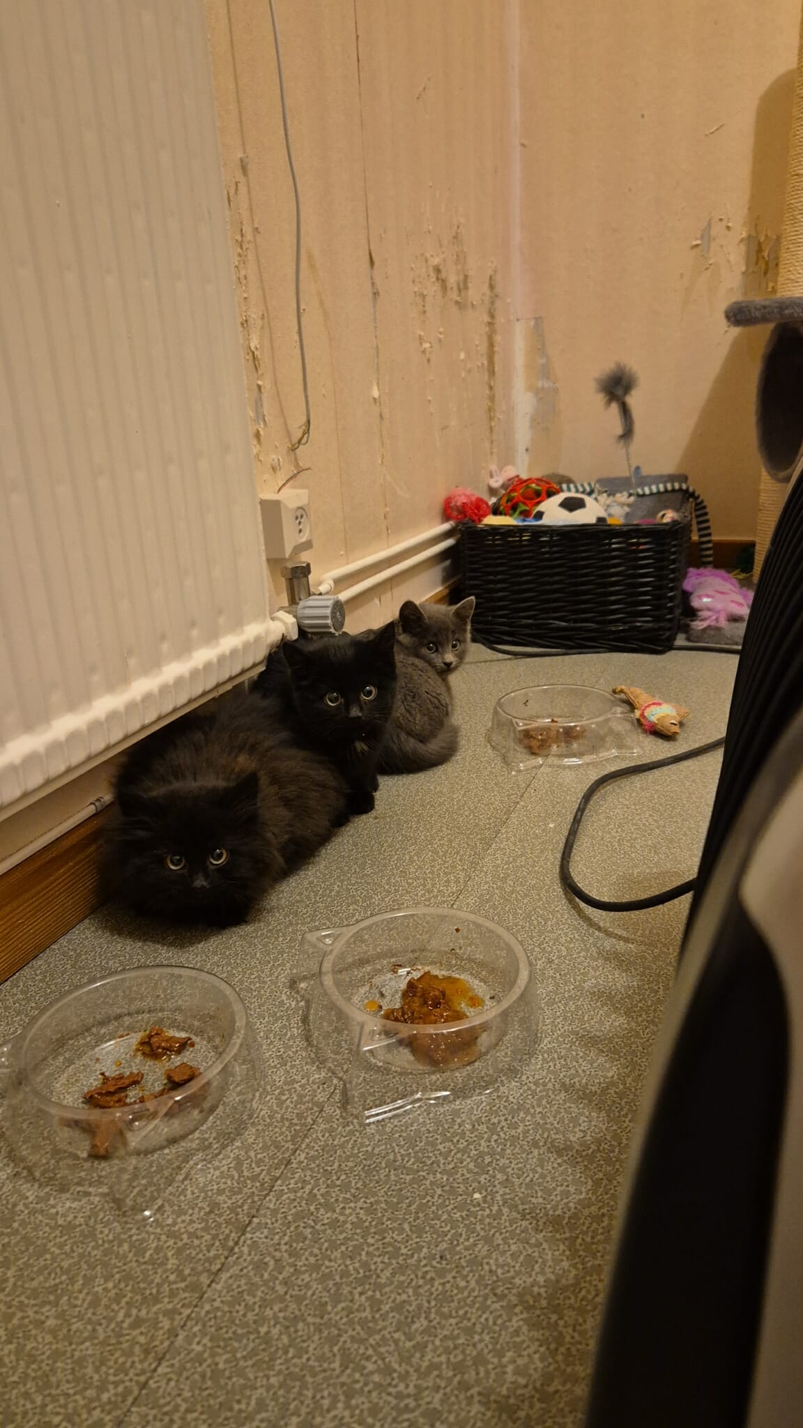 Omplasseringshjelpen for katter's image