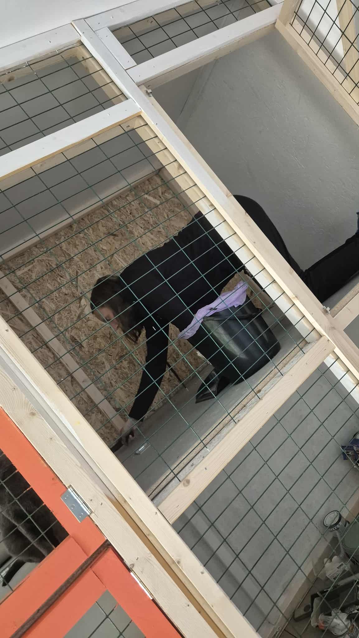 Omplasseringshjelpen for katter's image