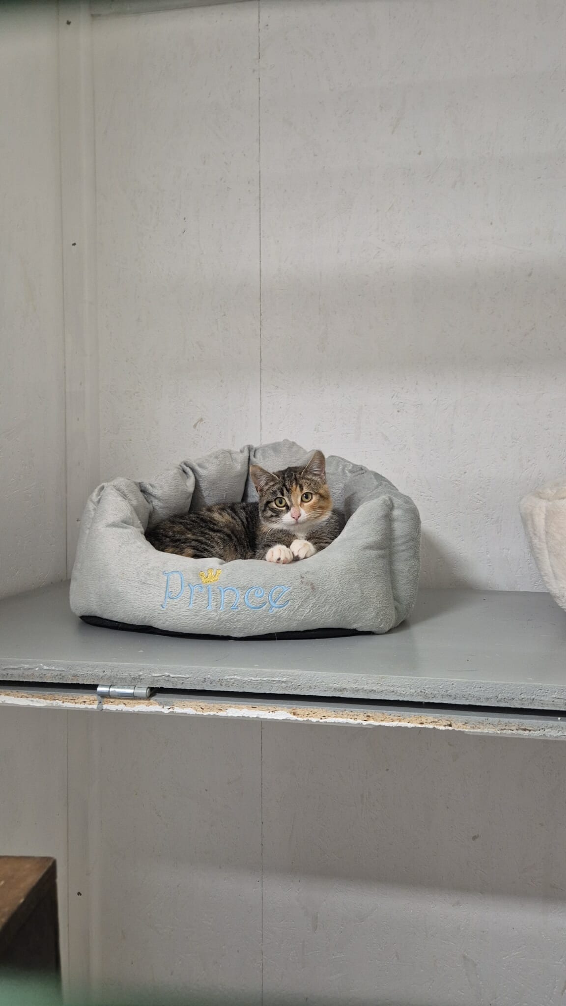 Omplasseringshjelpen for katter's image