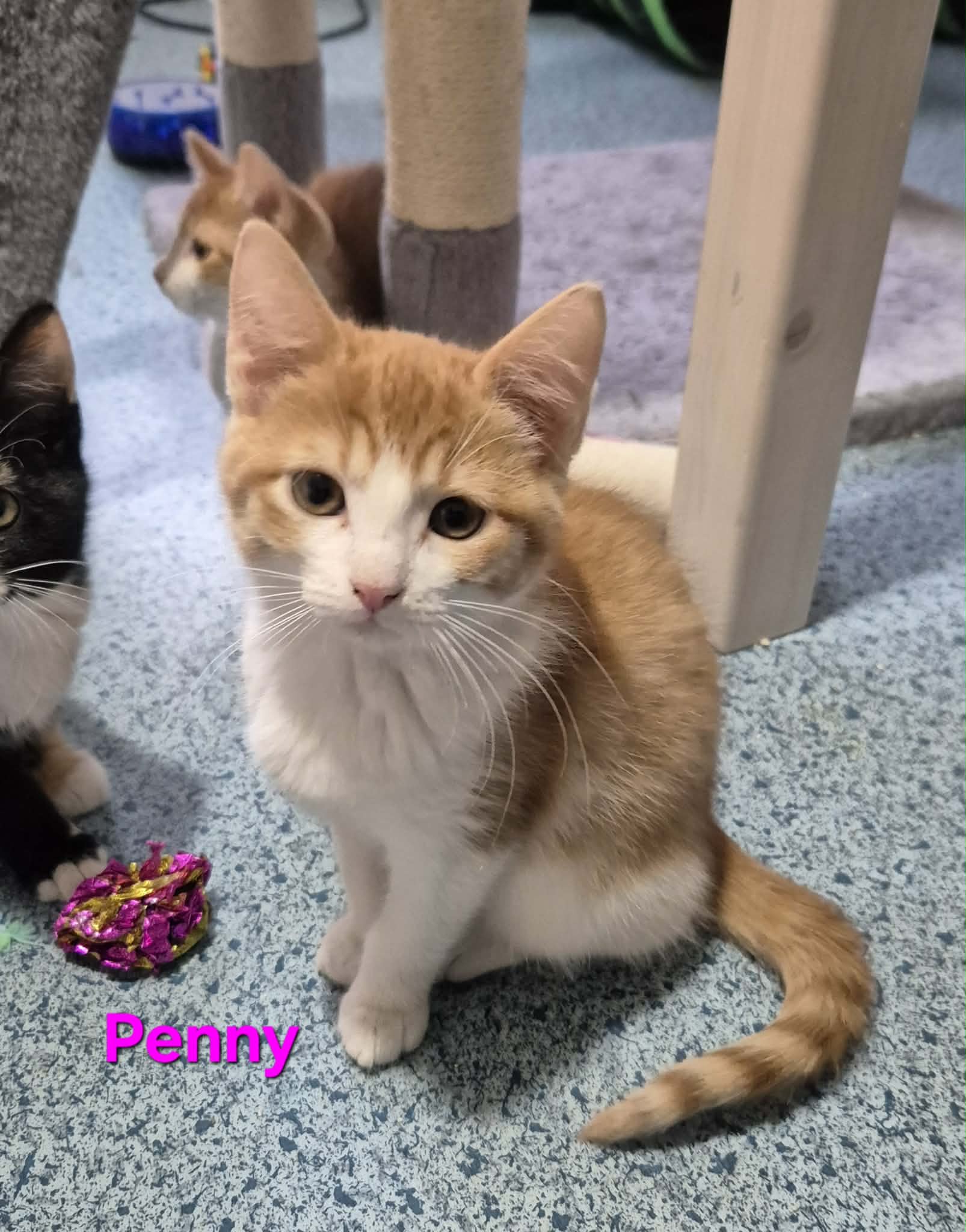 Omplasseringshjelpen for katter's image