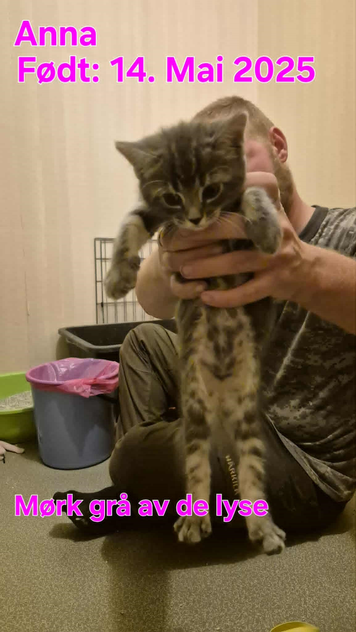 Omplasseringshjelpen for katter's image