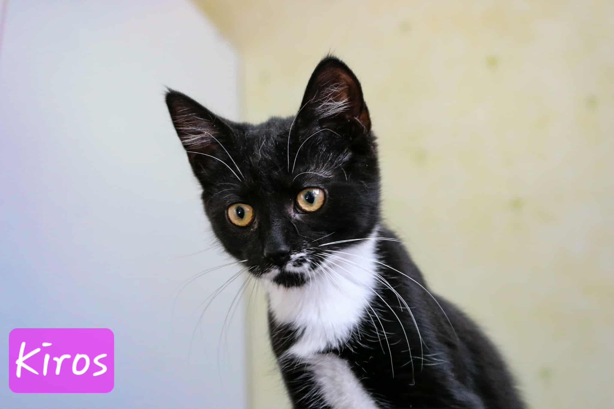 Omplasseringshjelpen for katter's image