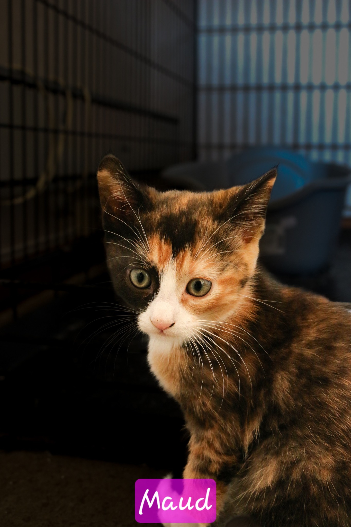 Omplasseringshjelpen for katter's image