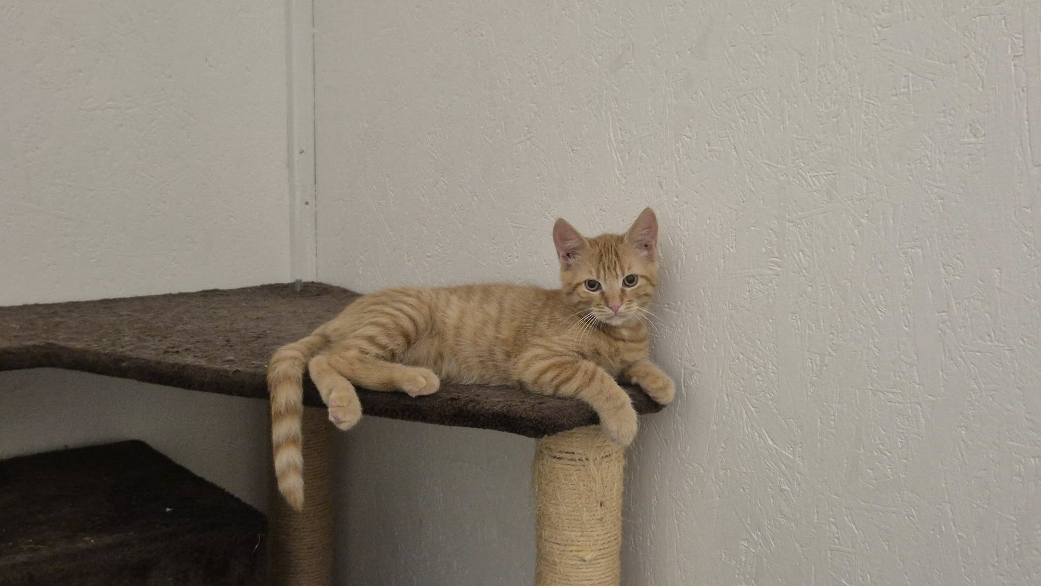 Omplasseringshjelpen for katter's image