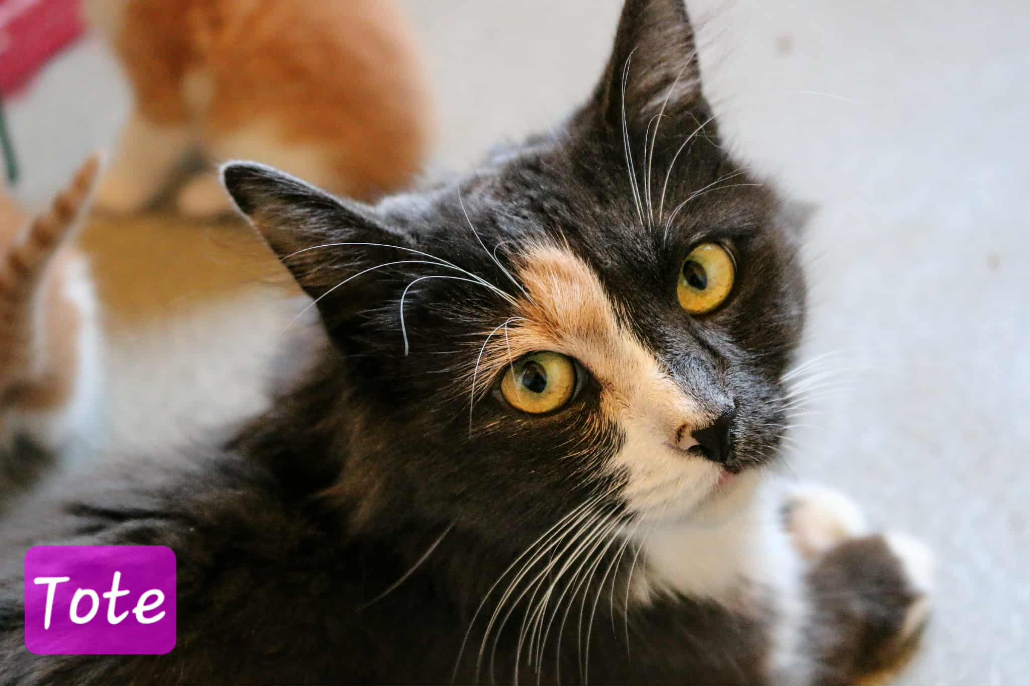 Omplasseringshjelpen for katter's image