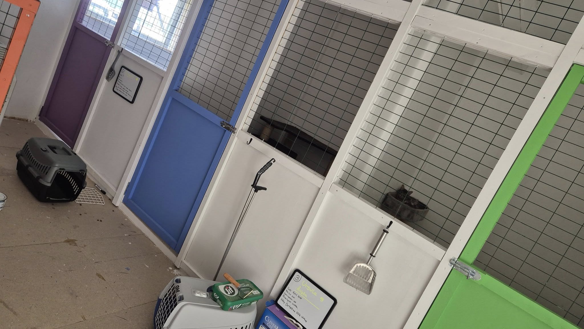 Omplasseringshjelpen for katter's image