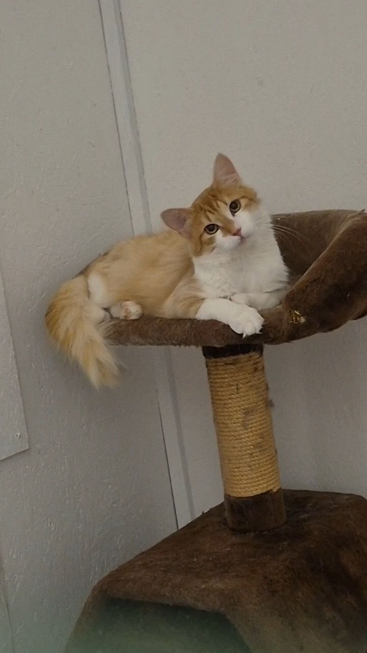 Omplasseringshjelpen for katter's image