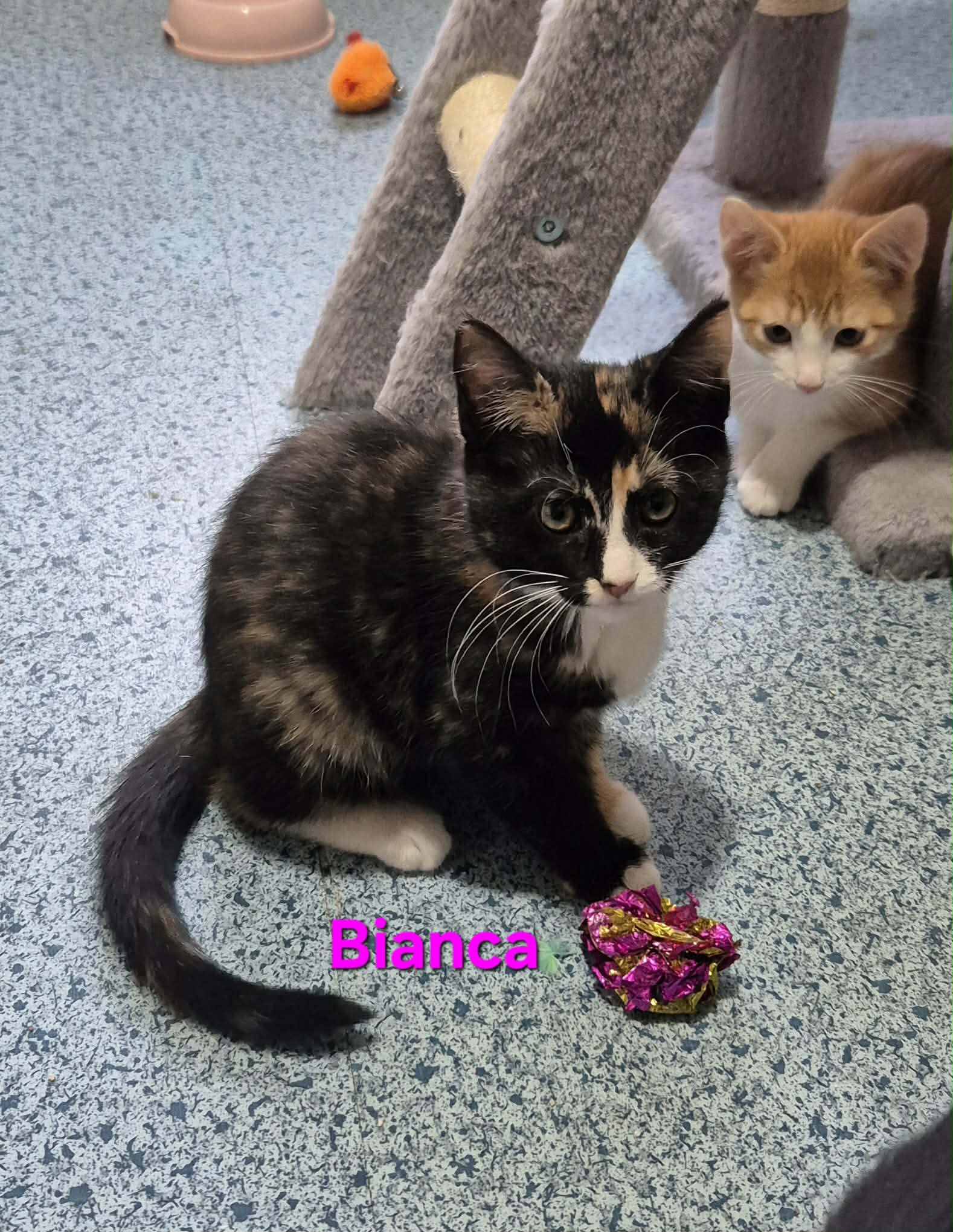 Omplasseringshjelpen for katter's image