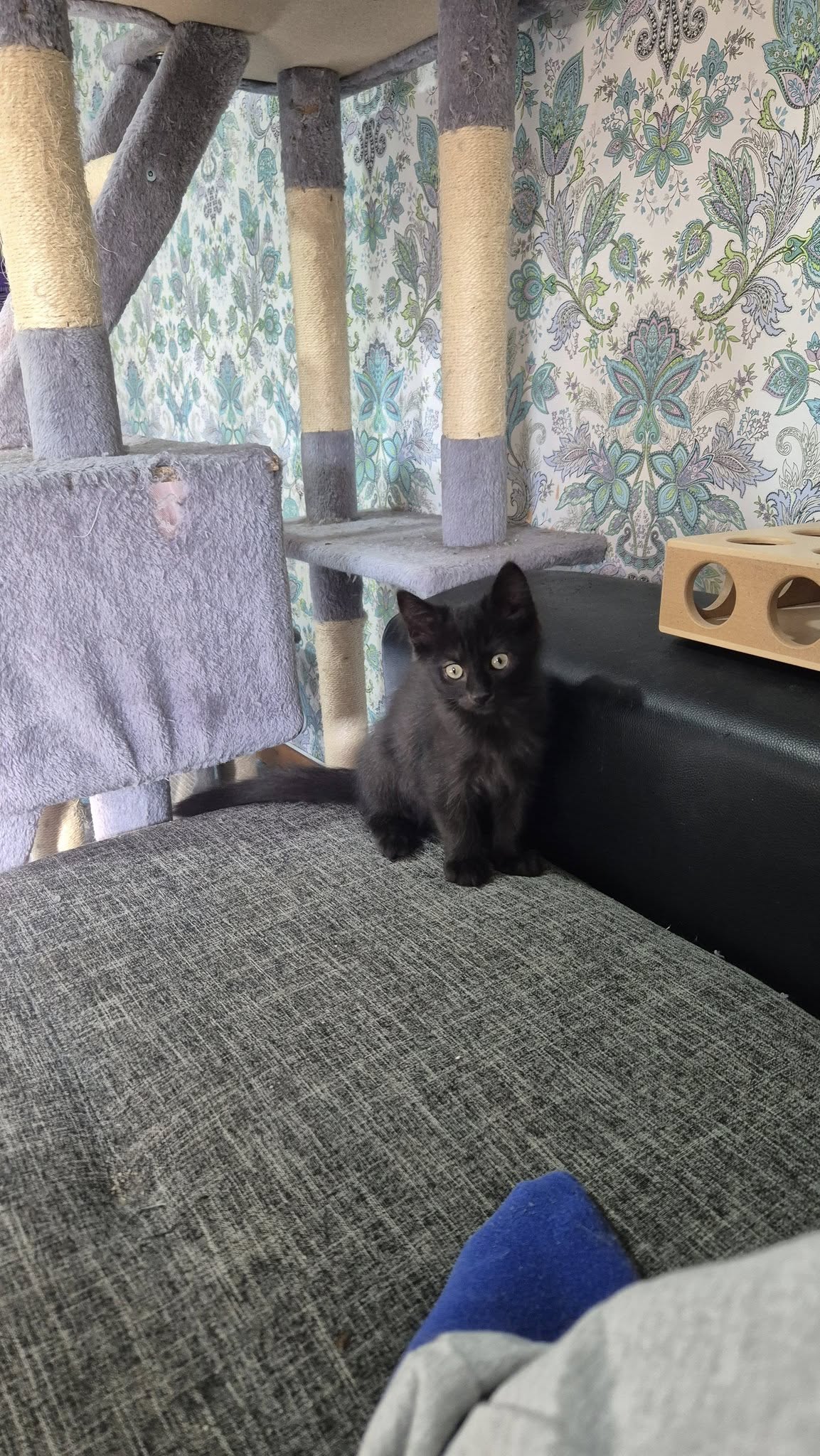 Omplasseringshjelpen for katter's image