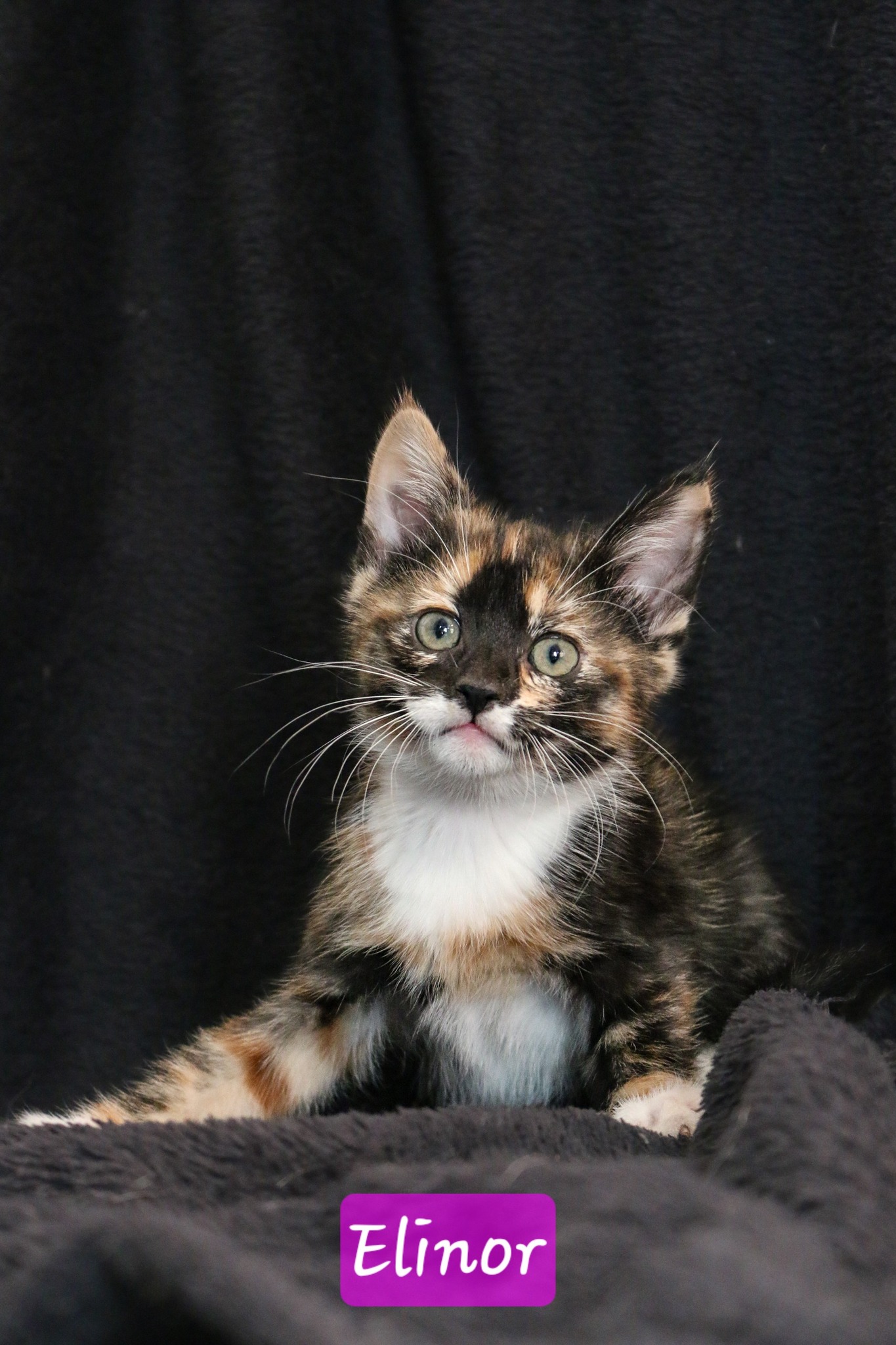 Omplasseringshjelpen for katter's image