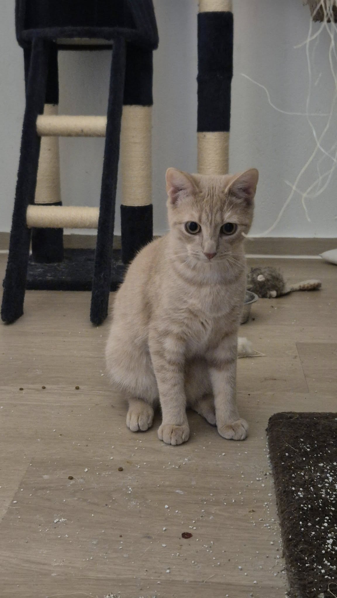 Omplasseringshjelpen for katter's image