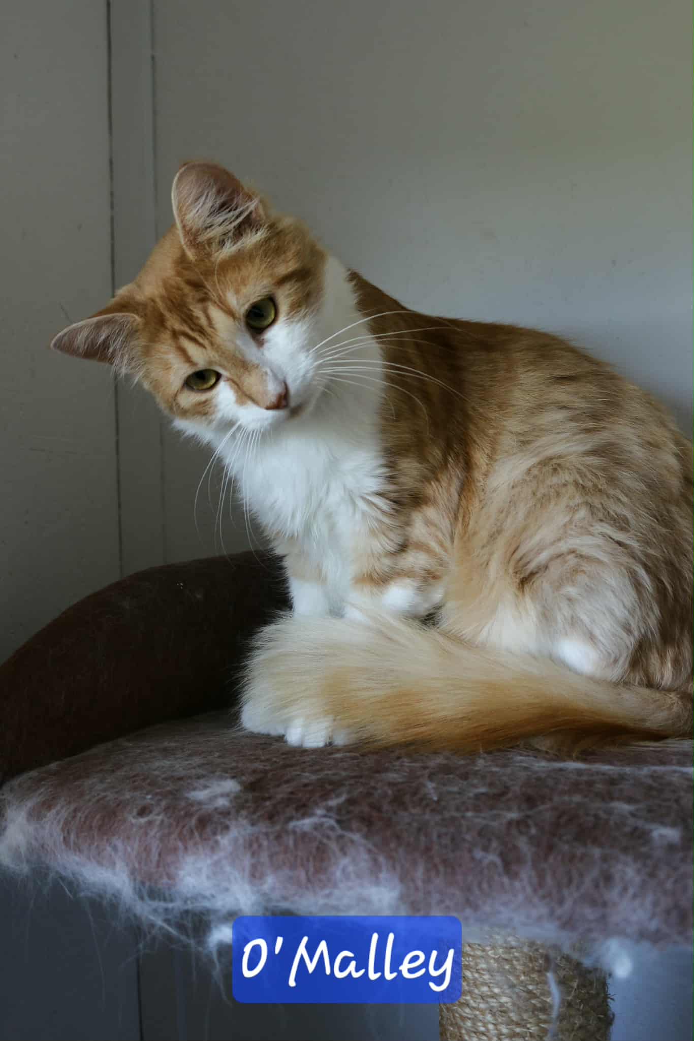 Omplasseringshjelpen for katter's image