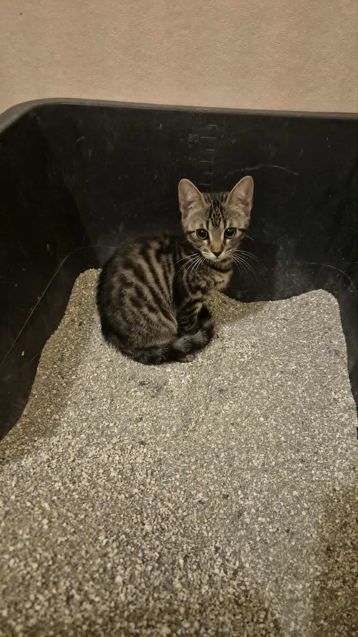 Omplasseringshjelpen for katter's image